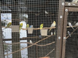 Hodowla Papug na zewnątrz w Polsce – Czy to możliwe?